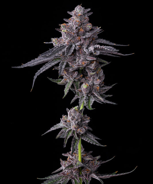 Barneys Farm Zillions Fem 3St.