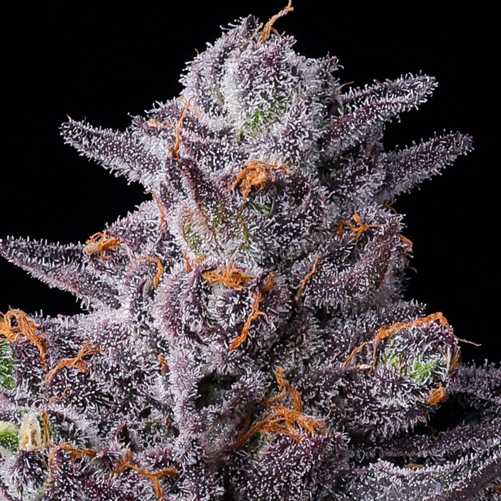 Barneys Farm Zillions Fem 3St.
