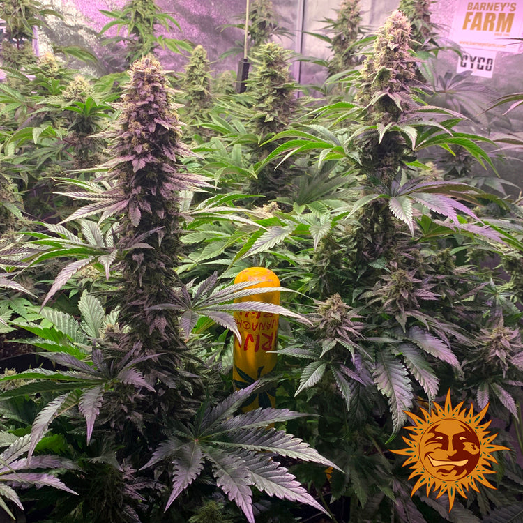 Barneys Farm Tropicanna Banana Fem 3St.