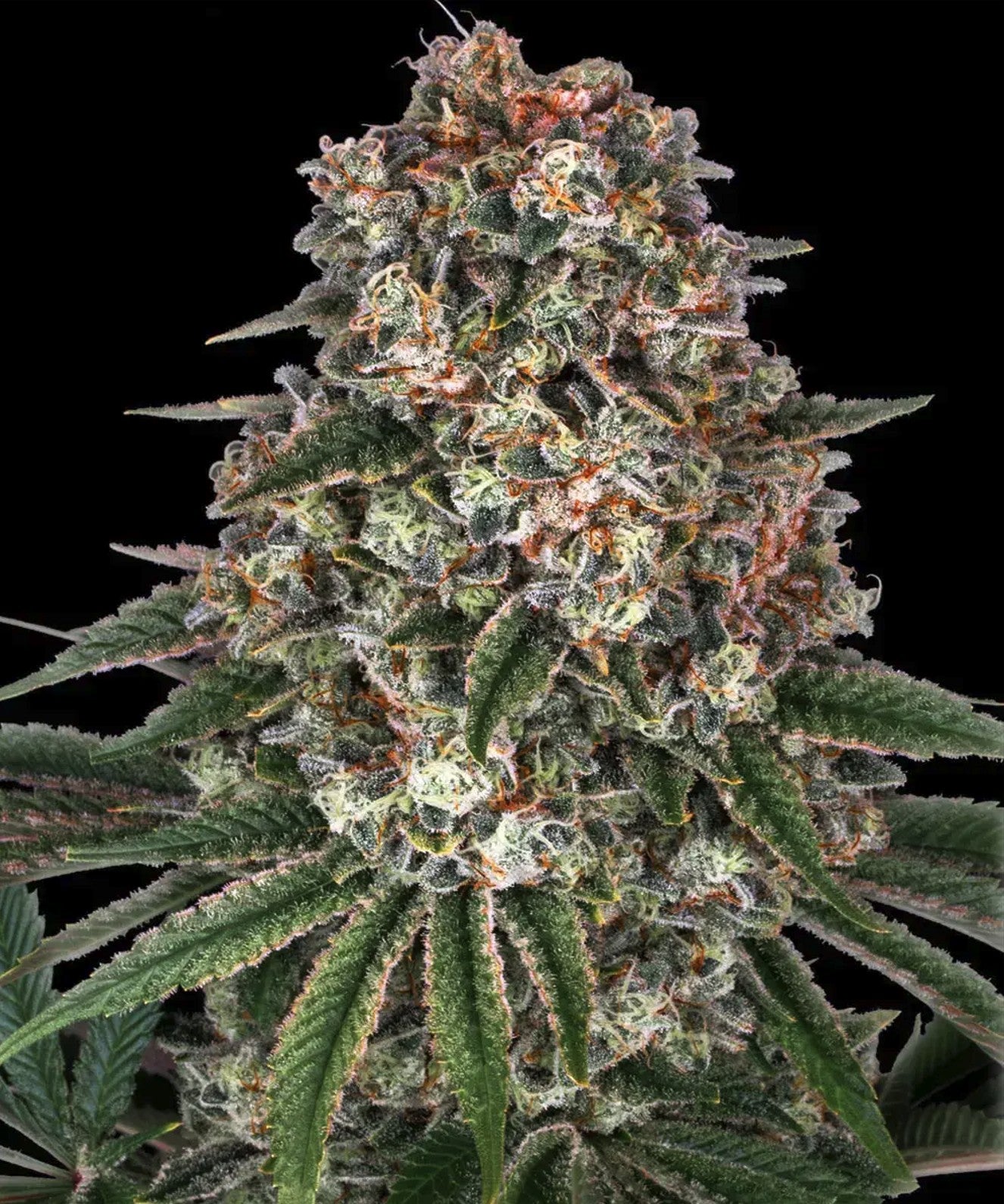 Barneys Farm Tropicanna Banana Fem 3St.