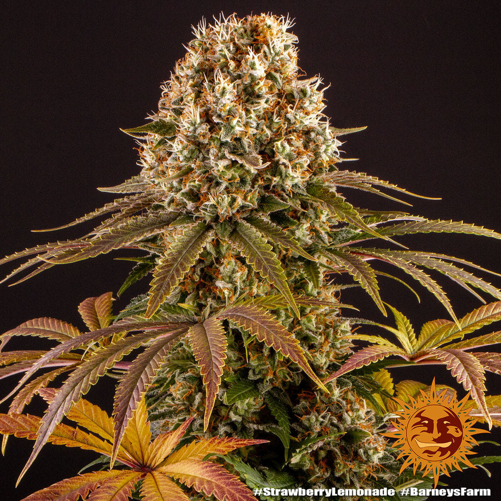 Barneys Farm Strawberry Lemonade Fem 3St.