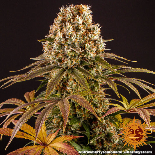 Barneys Farm Strawberry Lemonade Fem 3St.