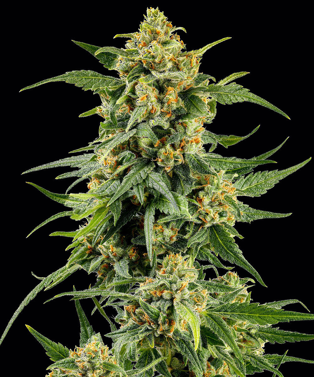 Barneys Farm Skunk #1 Fem 3St.