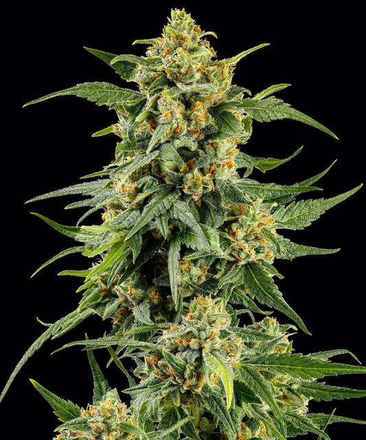 Barneys Farm Skunk #1 Fem 3St.