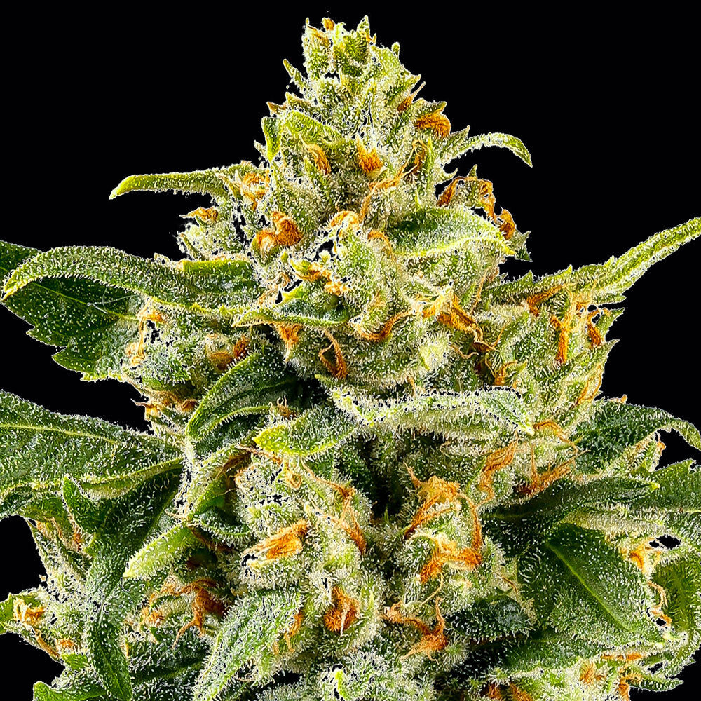 Barneys Farm Skunk #1 Fem 3St.