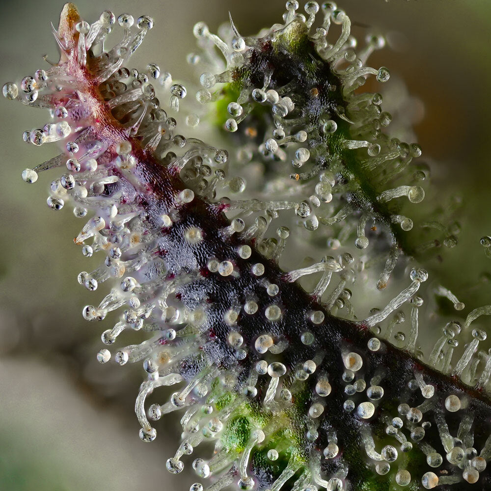 Barneys Farm Skunk #1 Fem 3St.