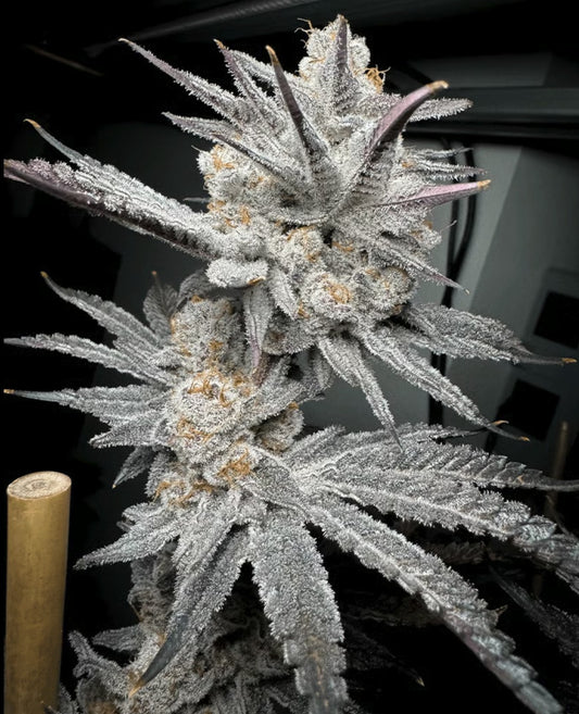 Solfire Gardens Trich Beast Fem 3St.