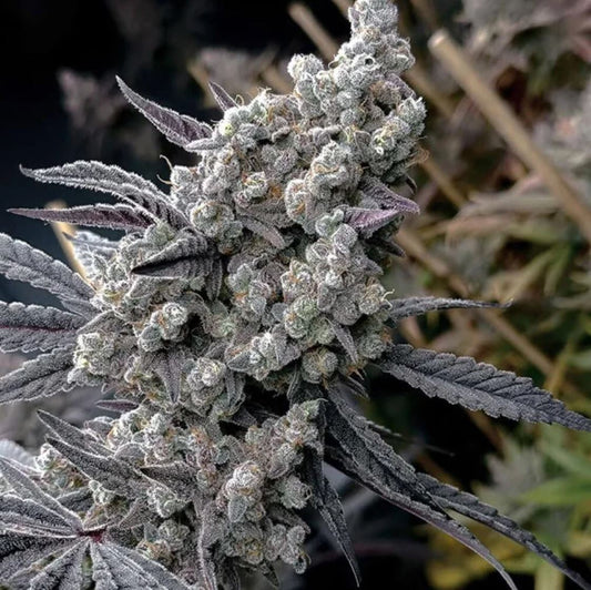 Solfire Gardens Pineapple Pucker Fem 6St.