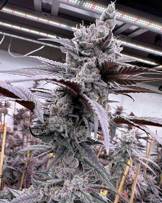 Solfire Gardens Lung Buster Fem 6St.