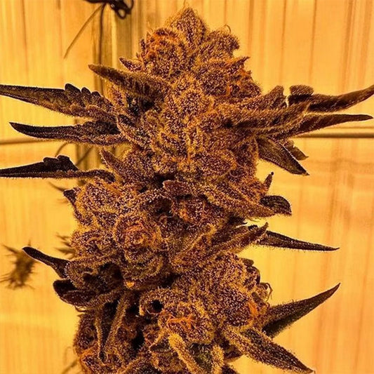 In House Genetics Black Cherry Flambe Fem 3St.