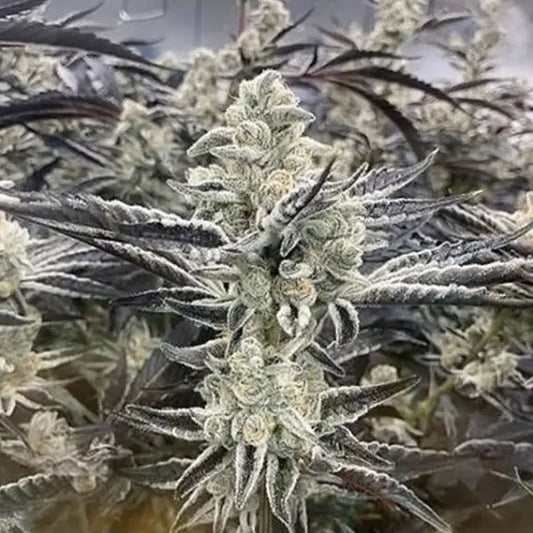 In House Genetics Platinum Kush Breath Fem 3St.