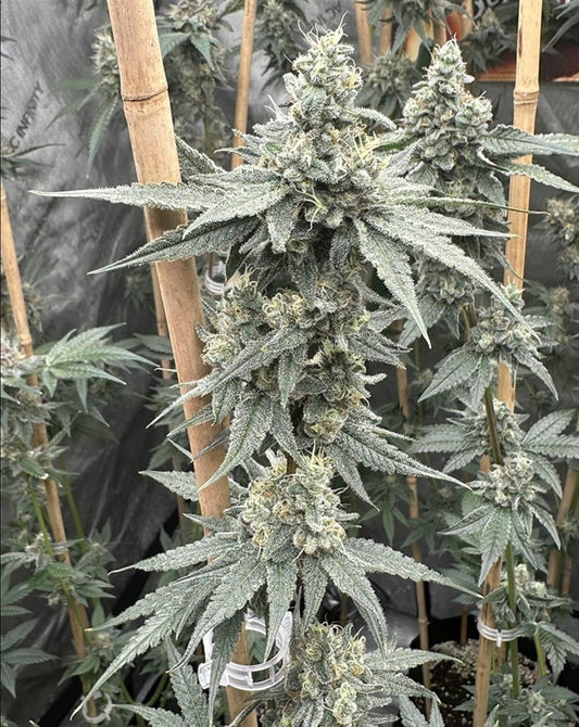 Solfire Gardens Sundae Supper Fem 6St.