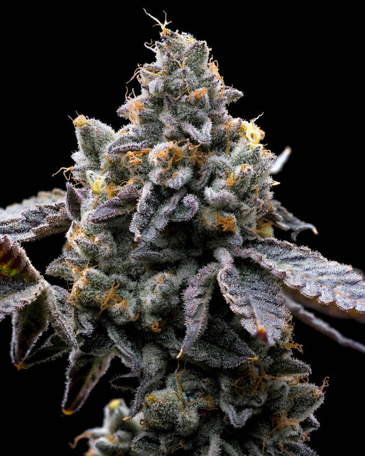 Barneys Farm GMO Cookies Fem 5St.