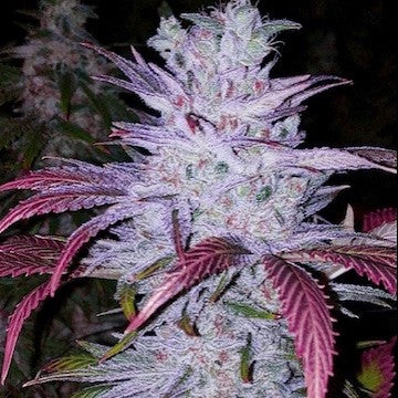 Ethos Early Lemon Berry RBX Fem 5St.