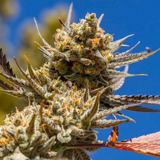 Ethos Lemon Berry Candy OG R2 Fem 5St.