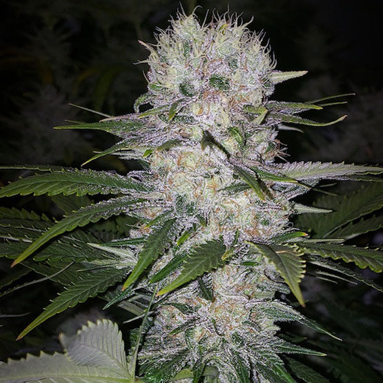 Ethos Skunk Hero RBX1 Fem 5St.
