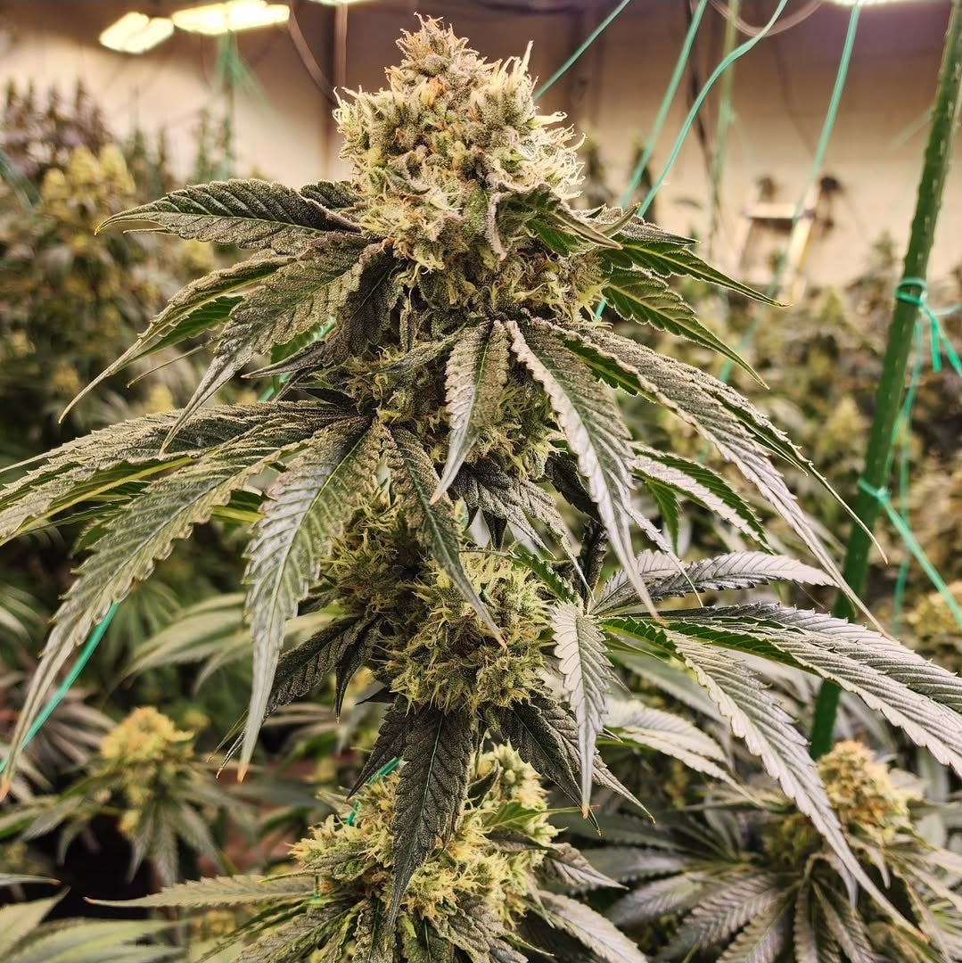 Ethos Dirty Banana  GEN1 Fem 5St.