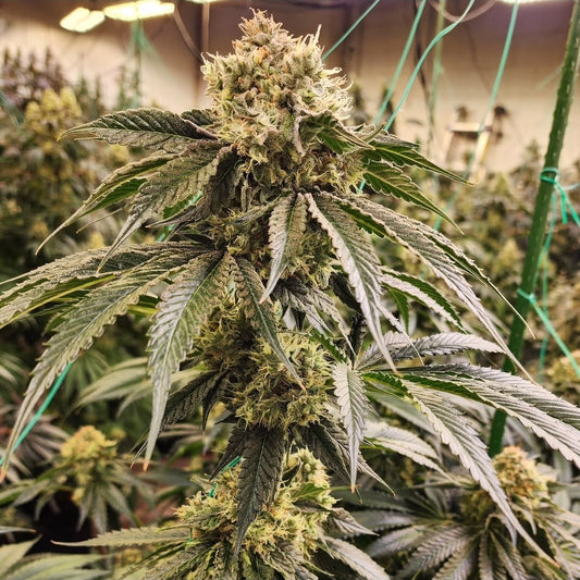 Ethos Dirty Banana  GEN1 Fem 5St.