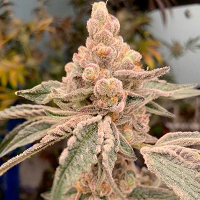 In House Genetics Dream Candy Fem 3St.
