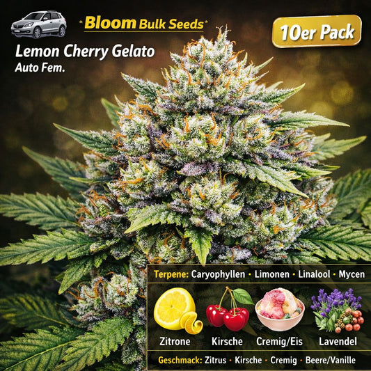Bloom Bulk Seeds Lemon Cherry Gelato Auto Fem 10 St.