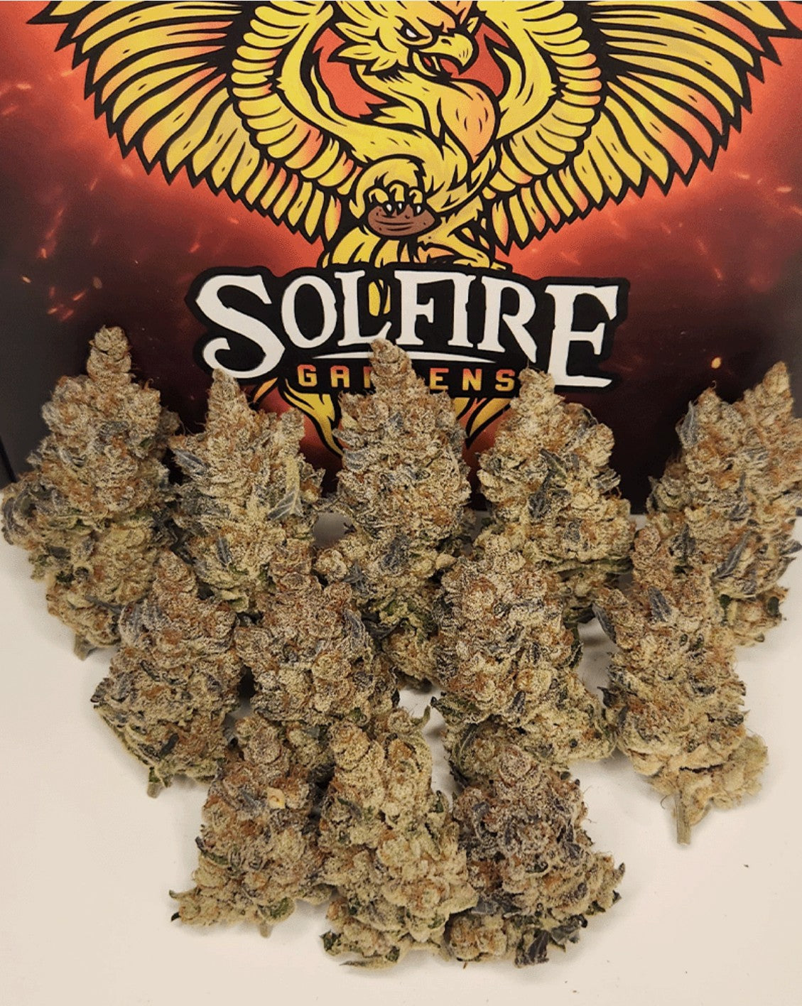 Solfire Gardens FX3 Fem 6St.