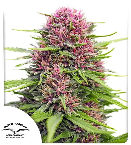 Dutch Passion Frisian Dew Fem 3St.