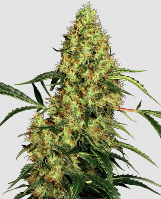 Sensi Seeds Mexican Sativa Reg. 10St.