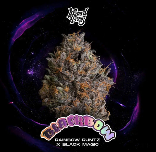 Wizard Trees Black Bow Fem 3St.