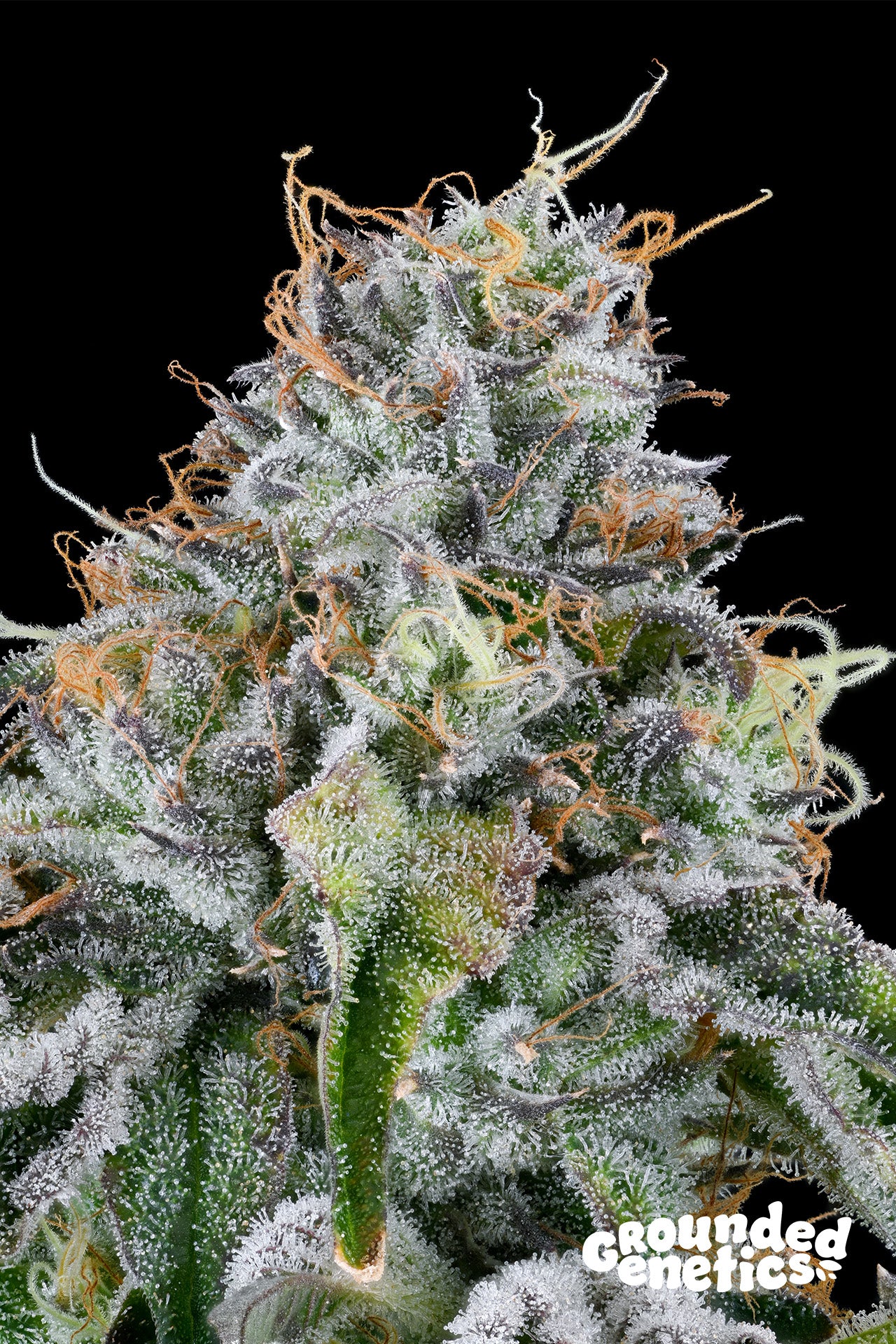 Grounded Genetics Easy Money Fem 7St.