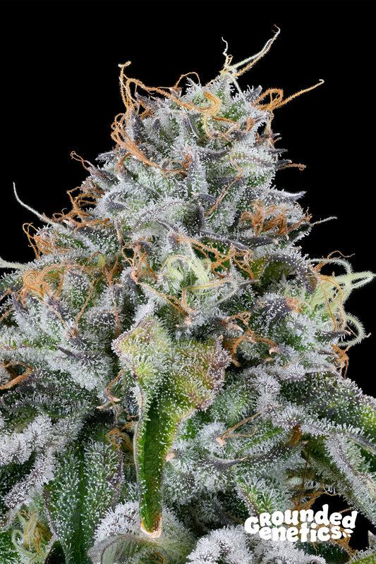 Grounded Genetics Easy Money Fem 7St.