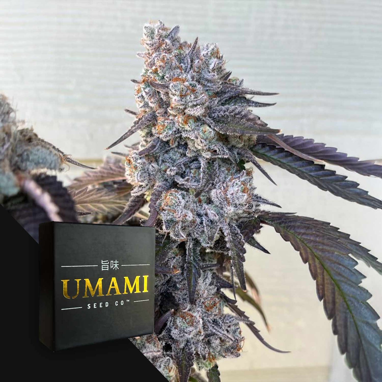 Umami Seeds Frostade Fem 6St.