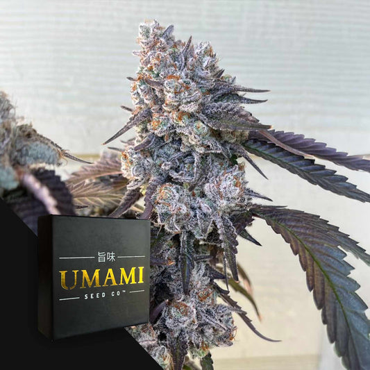 Umami Seeds Frostade Fem 6St.