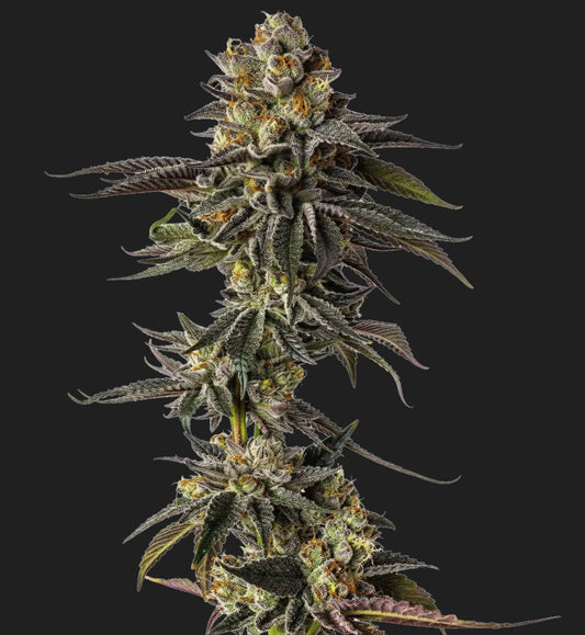 Growers Choice Toad Venom Auto Fem 3St.