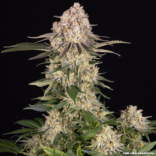 Barneys Farm AK Fem 3St.