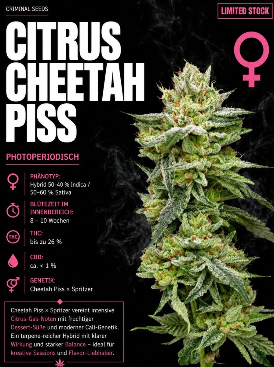 Criminal Seeds Citrus Cheetah Piss Fem 3St.