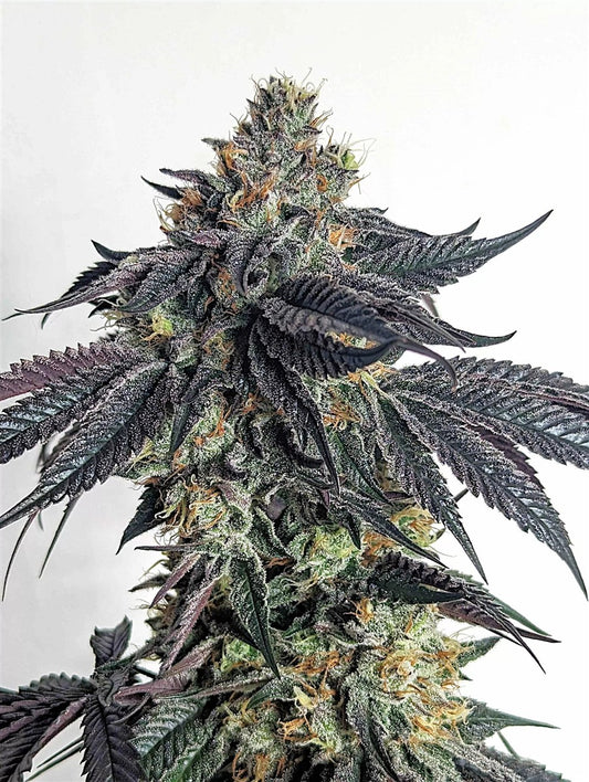 Umami Seeds Purple Limeade Fem 6St.