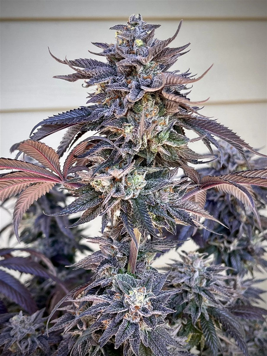Umami Seeds Zodaza Fem 6St.