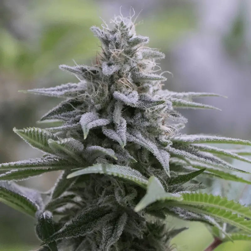 Silent Seeds Zkittlez 2.0 Fem 3St.