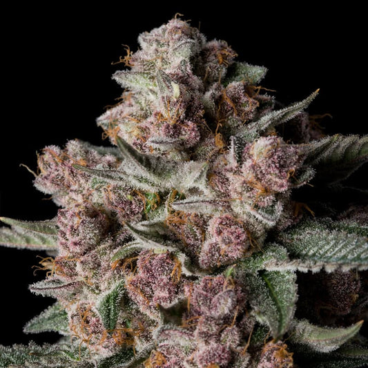 Silent Seeds Tropical Jam Fem 3St.