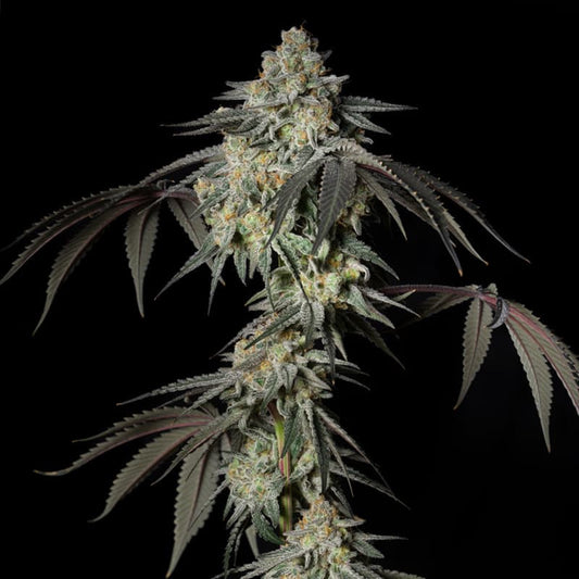 Silent Seeds Mint Candy Fem 3St.