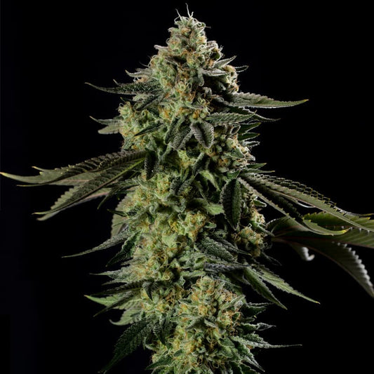 Silent Seeds Rainbow Gas Fem 3St.