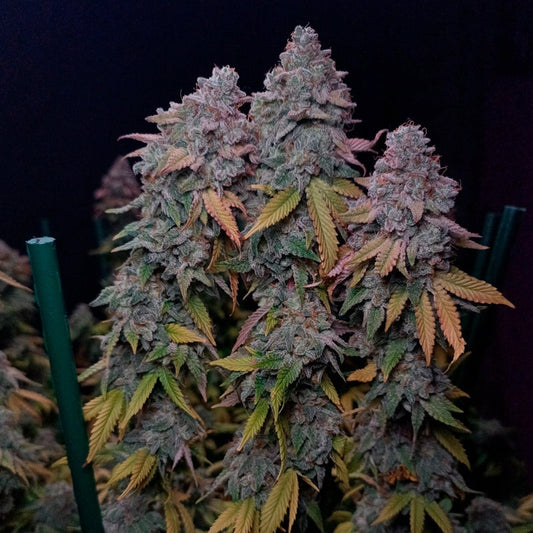 Silent Seeds Gorilla Frost Fem 3St.