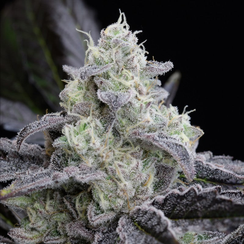 Silent Seeds L.A. Vanilla Cake Fem 3St.