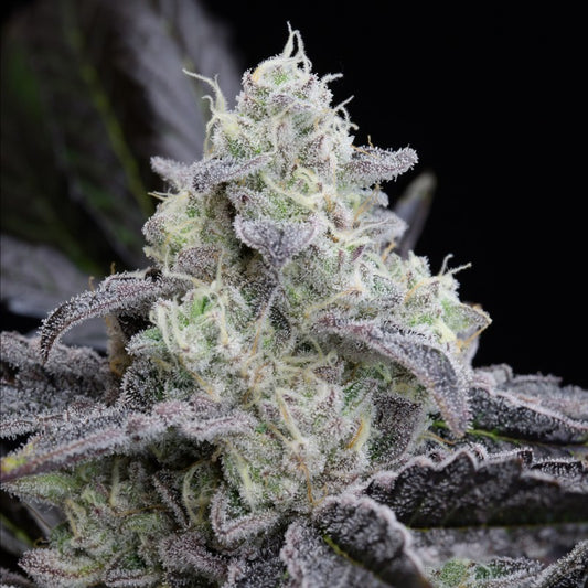 Silent Seeds L.A. Vanilla Cake Fem 3St.