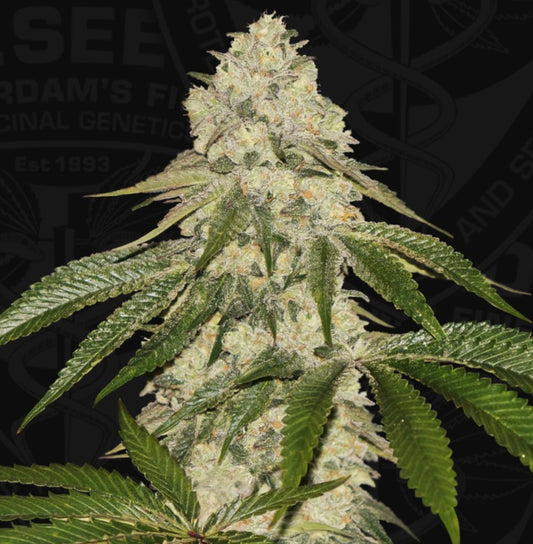 T.H. Seeds Pisthash Fem 2 St.