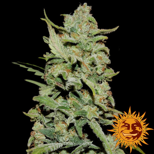 Barneys Farm Peyote Critical Fem 3 St.