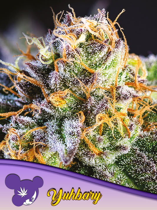 Anesia Seeds Yuhbary Fem 3St.