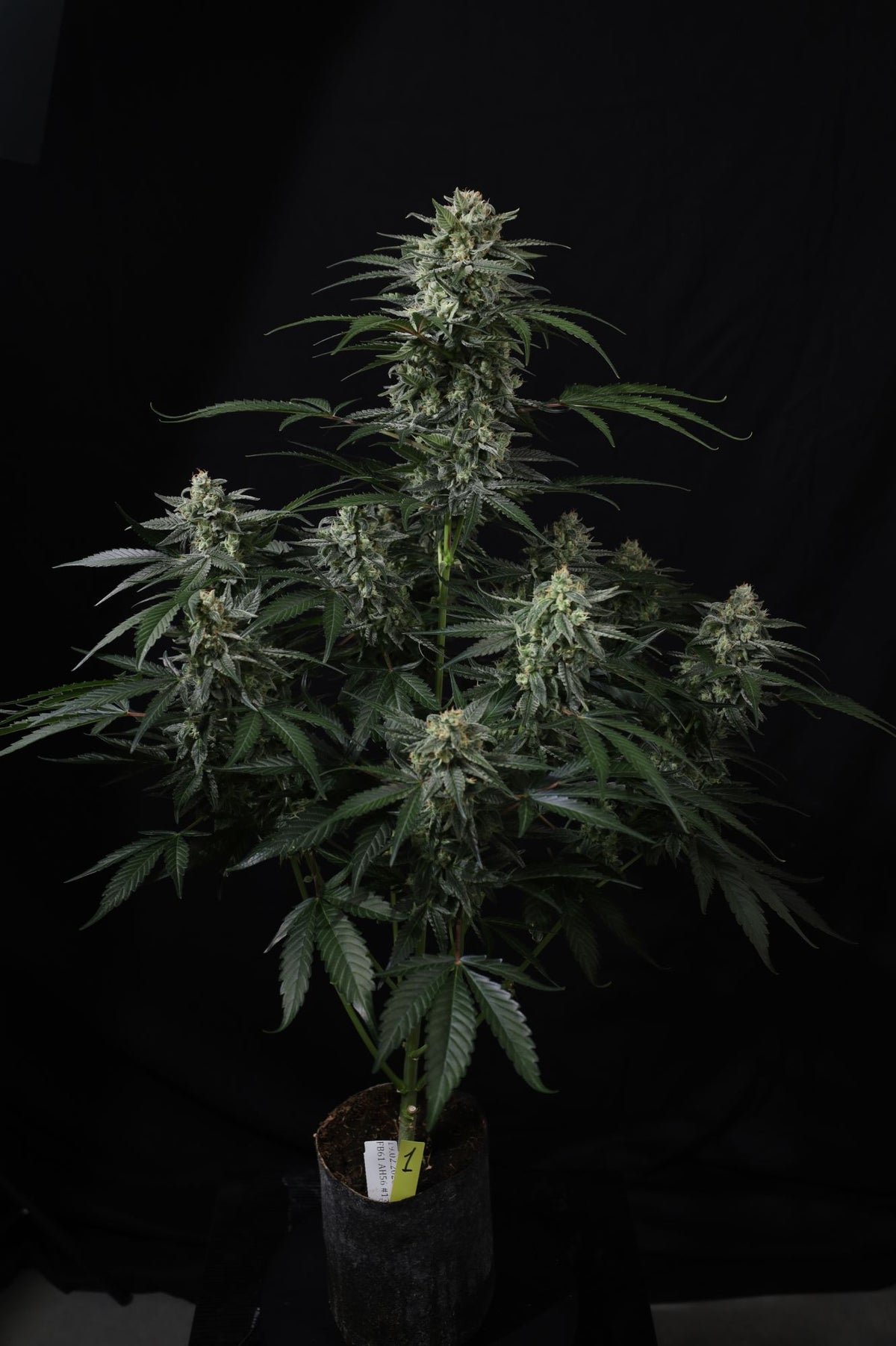 Fast Buds Banana Frost Fem Auto 3St.