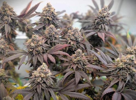 Fast Buds Biscotti Gelato Fem 3St.