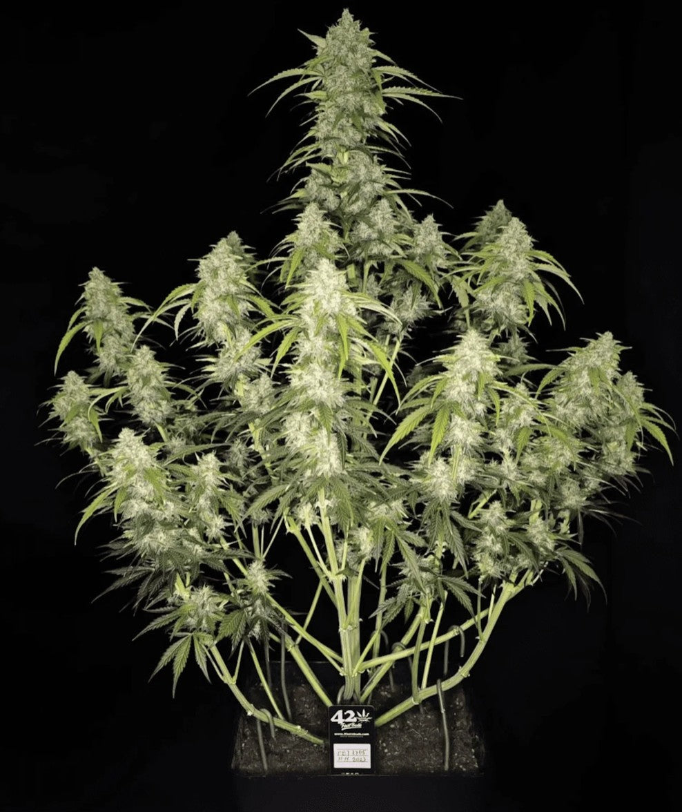 Fast Buds Papaya Cookies Auto Fem 3St.